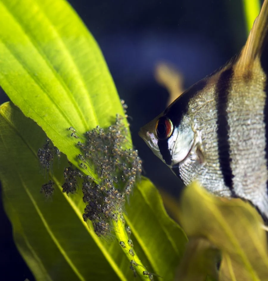 Angelfish Breeding and Fry Care – a Complete Guide