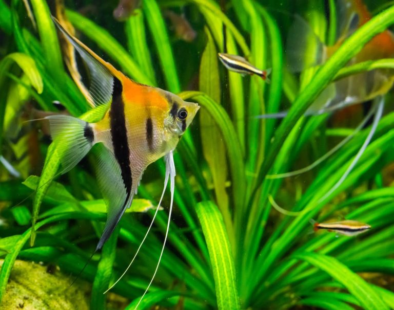 Angelfish – Fishkeeping, Origin, Feeding, Water Requirements